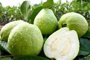 福建农院吃瓜,校园瓜香四溢，欢乐共享时光