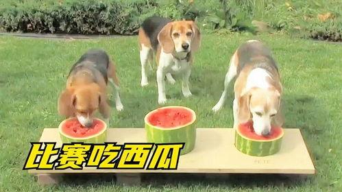 吃瓜动物搞笑,笑料横生的动物界喜剧盛宴