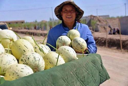 瓜州县发生的吃瓜事件视频