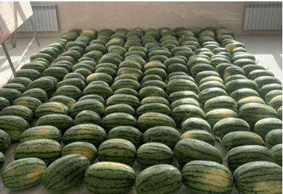 桐乡新闻吃瓜,揭秘吃瓜群众的狂欢盛宴