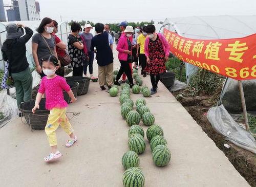吃瓜比赛部队,一场舌尖上的狂欢盛宴