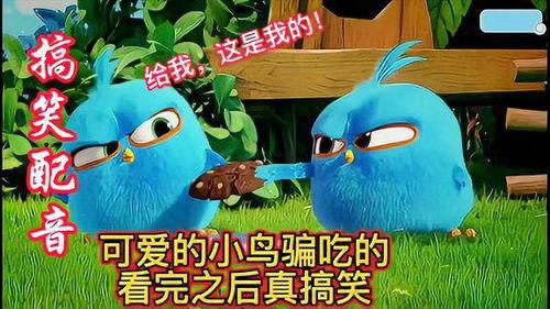 小鸟吃瓜配音片段,小鸟吃瓜配音片段趣味集锦