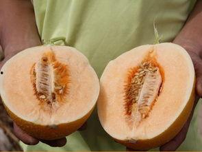 蜜沙瓜怎么吃,解锁夏日清新美味