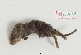 吃瓜老鼠梗,揭秘网络热梗背后的趣味与思考