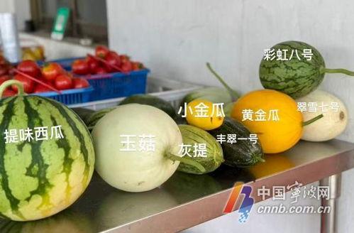 吃瓜保甜吗,探寻瓜果美味背后的秘密