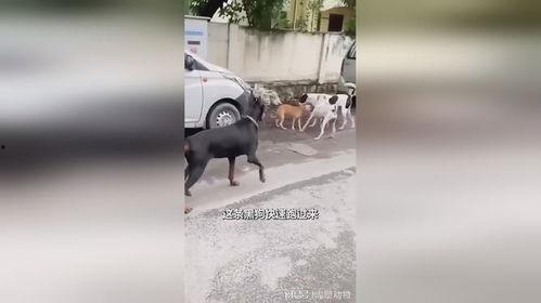 黑狗吃瓜图片大全,萌态十足，趣味横生图片集锦