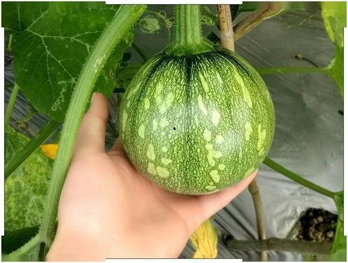 小天龙吃瓜,揭秘娱乐圈幕后故事