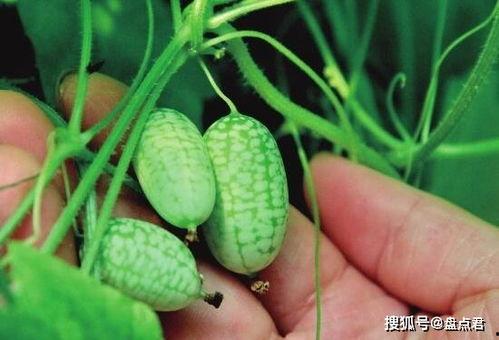 籽瓜可以直接吃么,可直接食用的天然美味