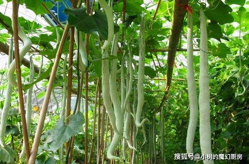 蛇瓜丝瓜怎么吃,探索健康美味的烹饪新境界