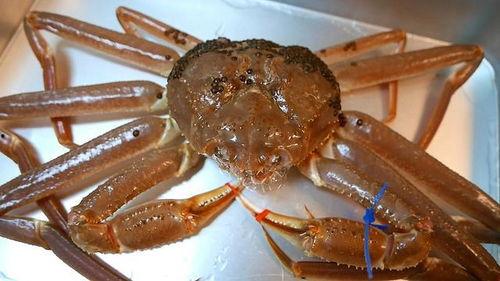 蟹黑弟 吃瓜,揭秘娱乐圈背后的秘密