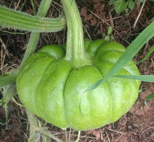 吃瓜有什么作用,揭秘生活中的心理调节神器