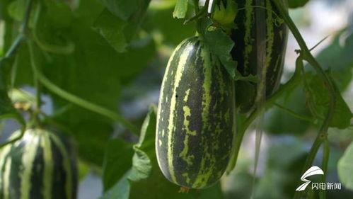 爱满吃瓜,揭秘娱乐圈甜蜜背后的瓜田秘事