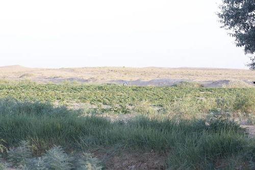 总经理吃瓜,揭秘职场中的趣味瞬间