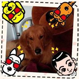 吃瓜小呆z,揭秘娱乐圈那些不为人知的幕后故事