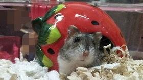 金丝熊吃白瓜,探索白瓜的独特魅力