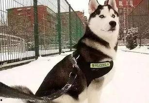 吃瓜警犬,揭秘警犬日常趣事