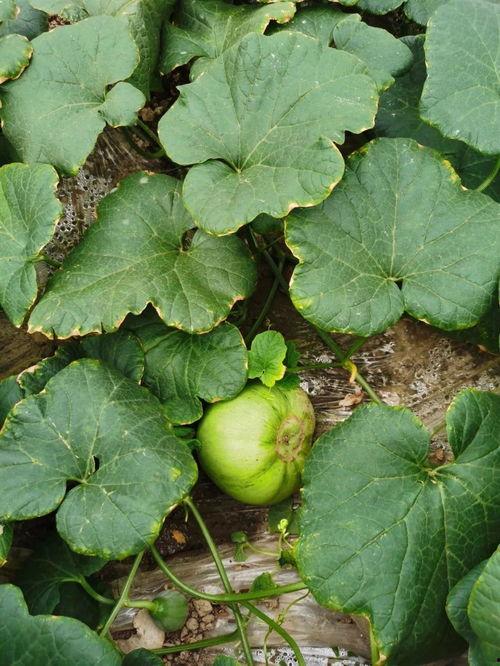 跟着安静吃瓜,品味生活百态——吃瓜之旅