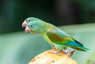 吃瓜群众等级鹦鹉,揭秘鹦鹉界的“瓜王”