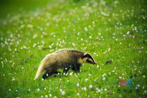 鲁迅吃瓜的猹,鲁迅笔下“吃瓜猹”的寓言解读