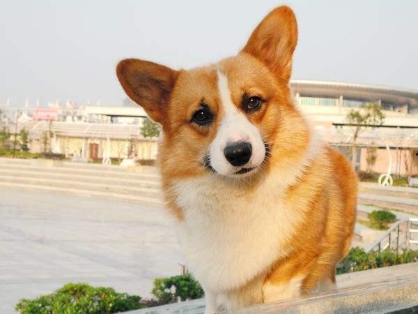 柯基可以吃白瓜吗吗,白瓜的适宜性探讨