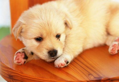 小狗吃方瓜好吗,健康美味新选择