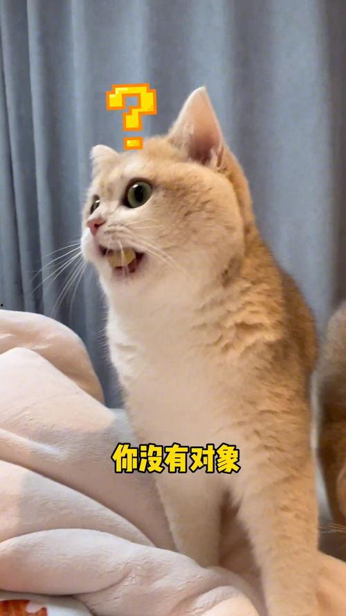 吃瓜群众猫吵架