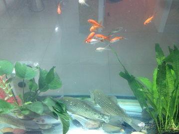 鲫瓜吃小鱼么,揭秘水族间的生存法则