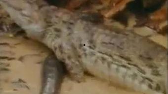 鳄鱼吃瓜视频大全